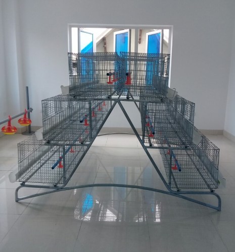 Hệ thống lồng gà tầng đôi