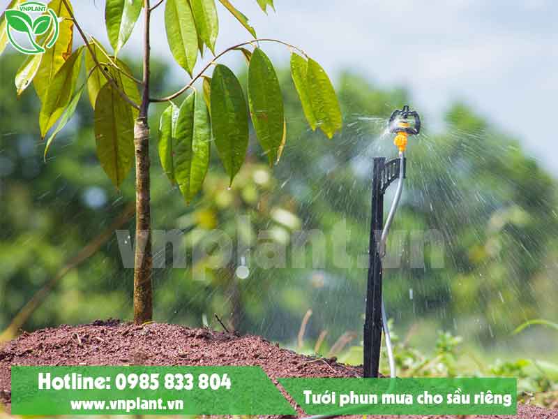Hệ thống tưới cây sầu riêng
