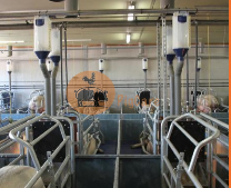 Hệ thống ăn tự động cho heo lái đẻ