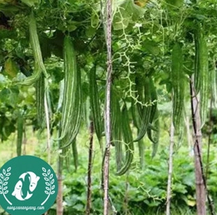 Hạt giống quả lặc lày