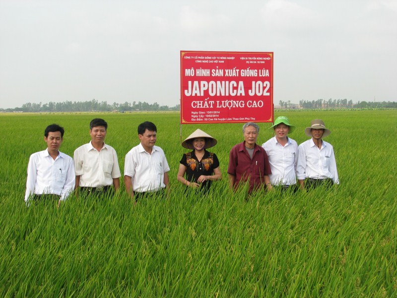 Mô hình sản xuất giống lúa J02 tại cánh đồng mẫu lớn - Lâm Thao - Phú Thọ