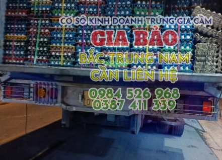 Hình ảnh hoạt động