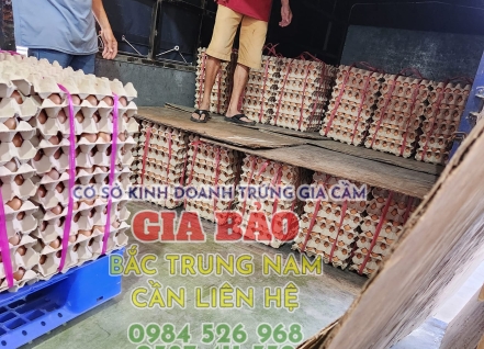 Hình ảnh hoạt động