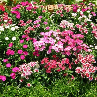 Hoa cẩm chướng