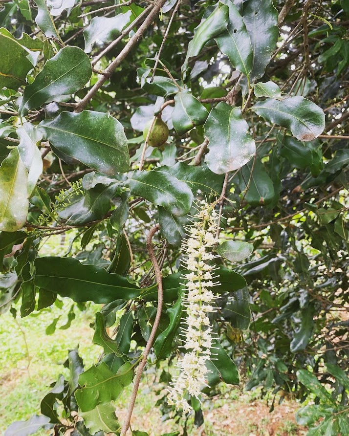 Hoa của hạt Macca