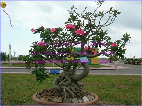 Cây cảnh nghệ thuật