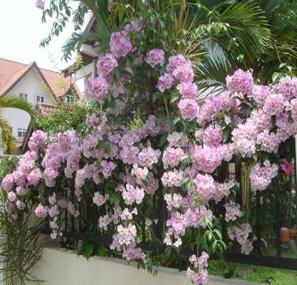 Cây hoa tỏa