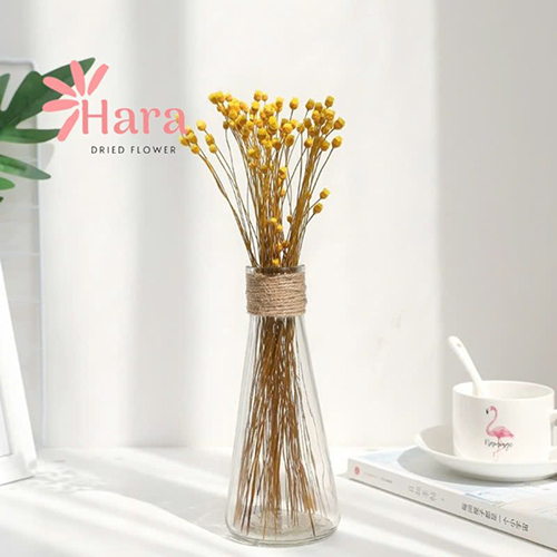 Hoa glixia khô (tuyết nhiệt đới) nhiều màu