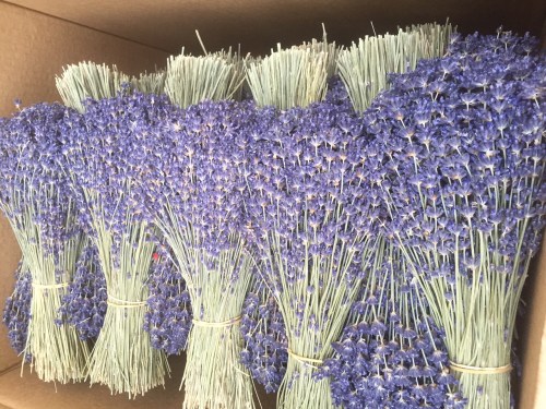 Hoa khô Lavender