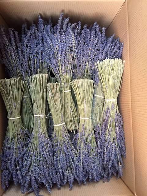 Hoa khô Lavender