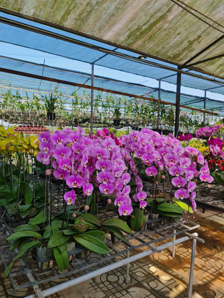 Trồng và cung cấp hoa lan