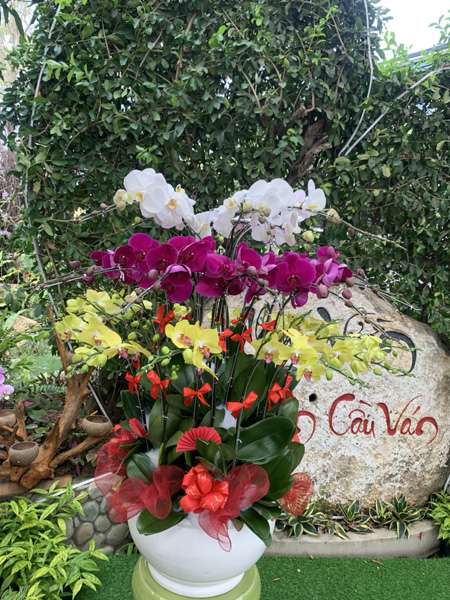Trồng và cung cấp hoa lan