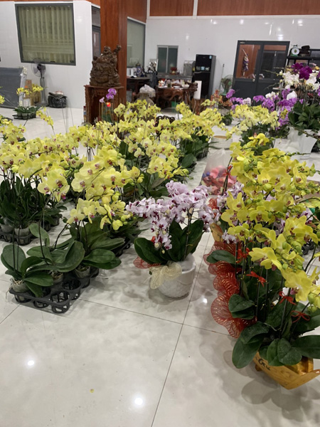 Trồng và cung cấp hoa lan