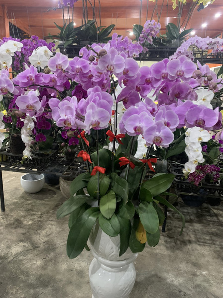 Trồng và cung cấp hoa lan