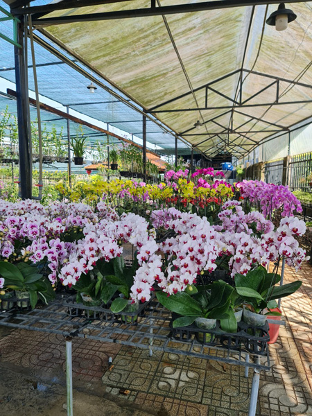 Trồng và cung cấp hoa lan