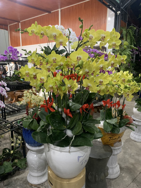 Trồng và cung cấp hoa lan