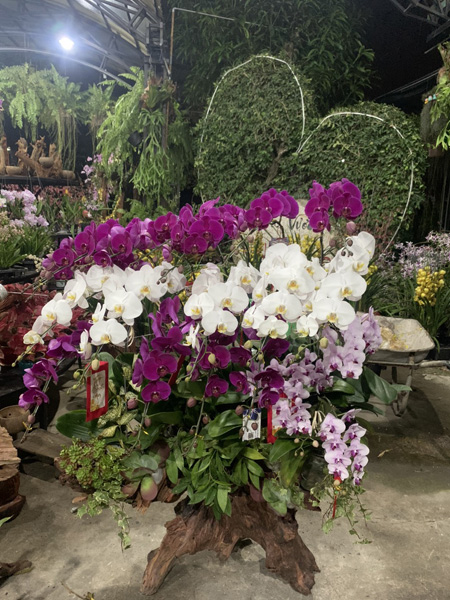 Trồng và cung cấp hoa lan
