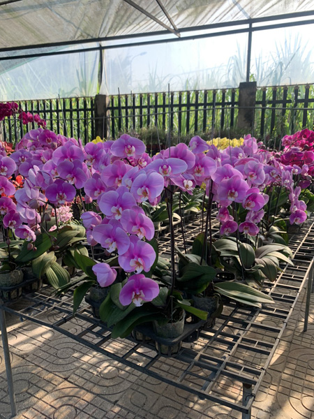 Trồng và cung cấp hoa lan