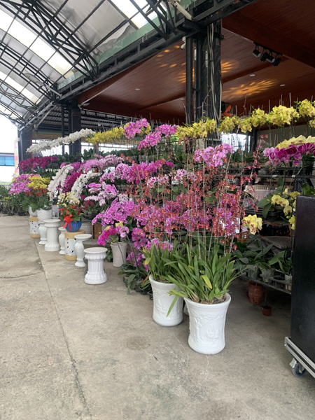 Trồng và cung cấp hoa lan