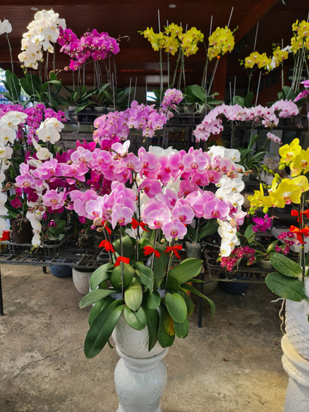 Trồng và cung cấp hoa lan