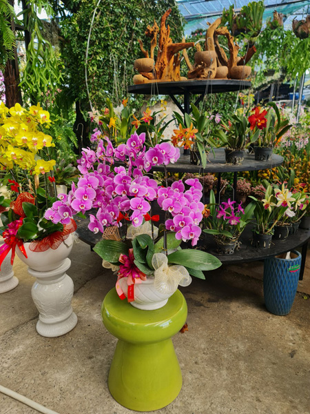 Trồng và cung cấp hoa lan