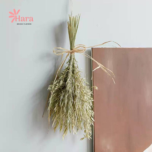 Hoa yến mạch khô Aveena (Oats)