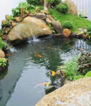 Hồ CaKoi sân vườn