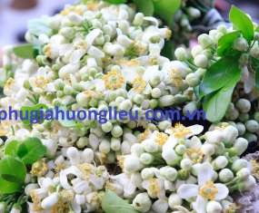 Hương hoa bưởi