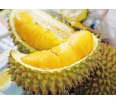 Hương liệu sầu riêng