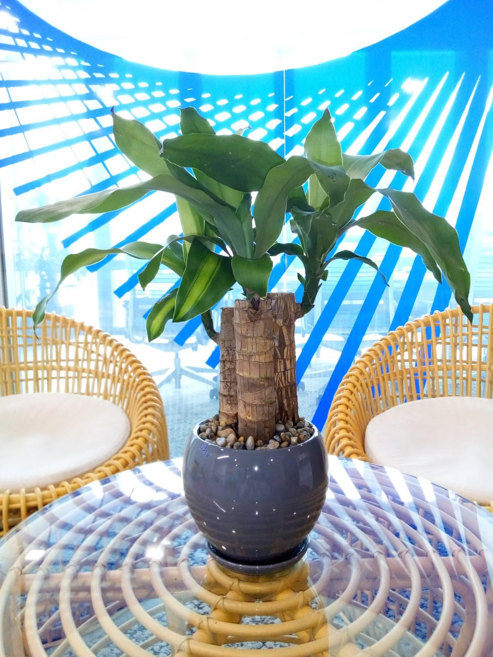 Hệ thống đường chạy