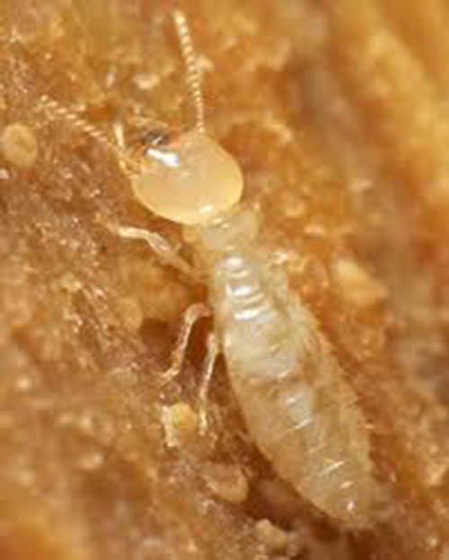 Mũ len
