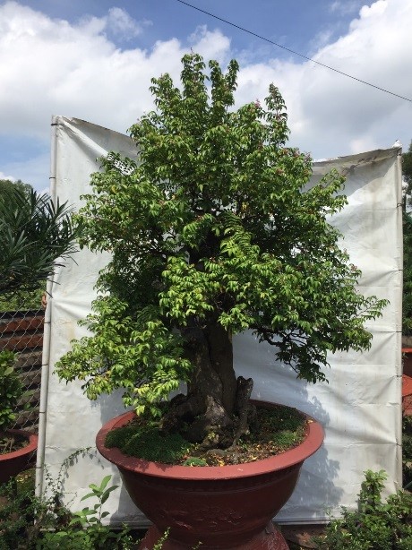 Khế Nhật ghép