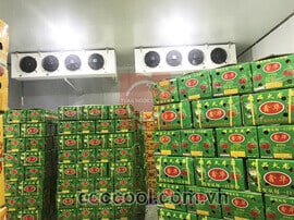 Kho lạnh bảo quản Thanh Long