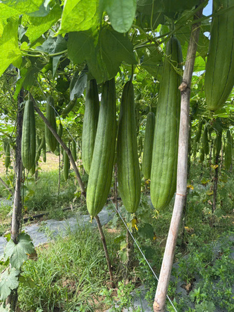 Khu vực canh tác mướp