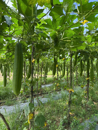 Khu vực canh tác mướp