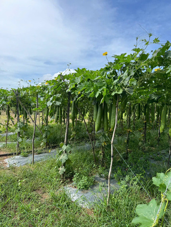 Khu vực canh tác mướp