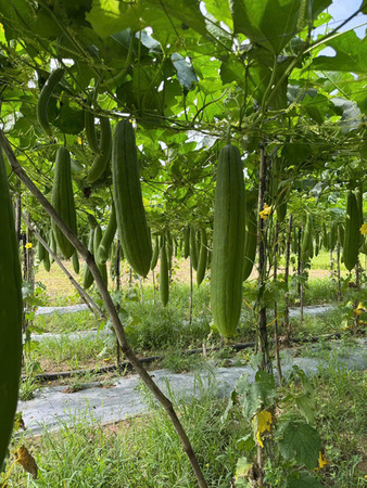 Khu vực canh tác mướp
