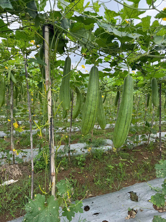 Khu vực canh tác mướp