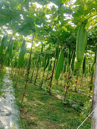 Khu vực canh tác mướp