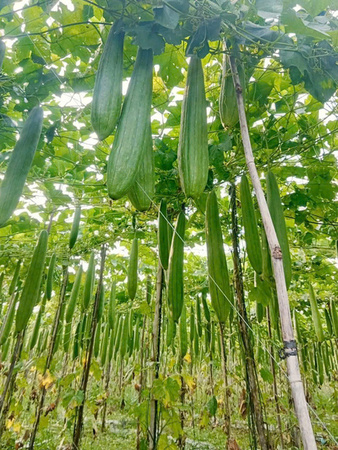 Khu vực canh tác mướp