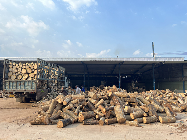Khu vực cưa xẻ gỗ cao su