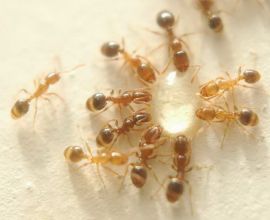Bảo vệ sự kiện