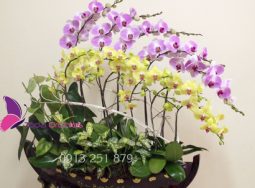 Lan hồ điệp kiểu Nhật