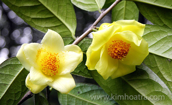 Kim Hoa Trà