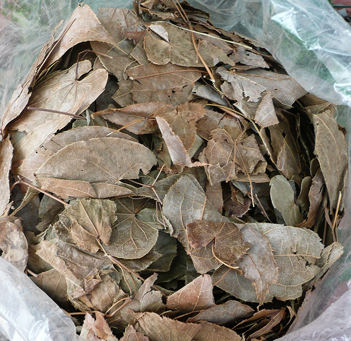 Lá dâm dương