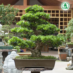 Cây la hán dáng trực