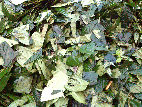 Lá khô sắc nước