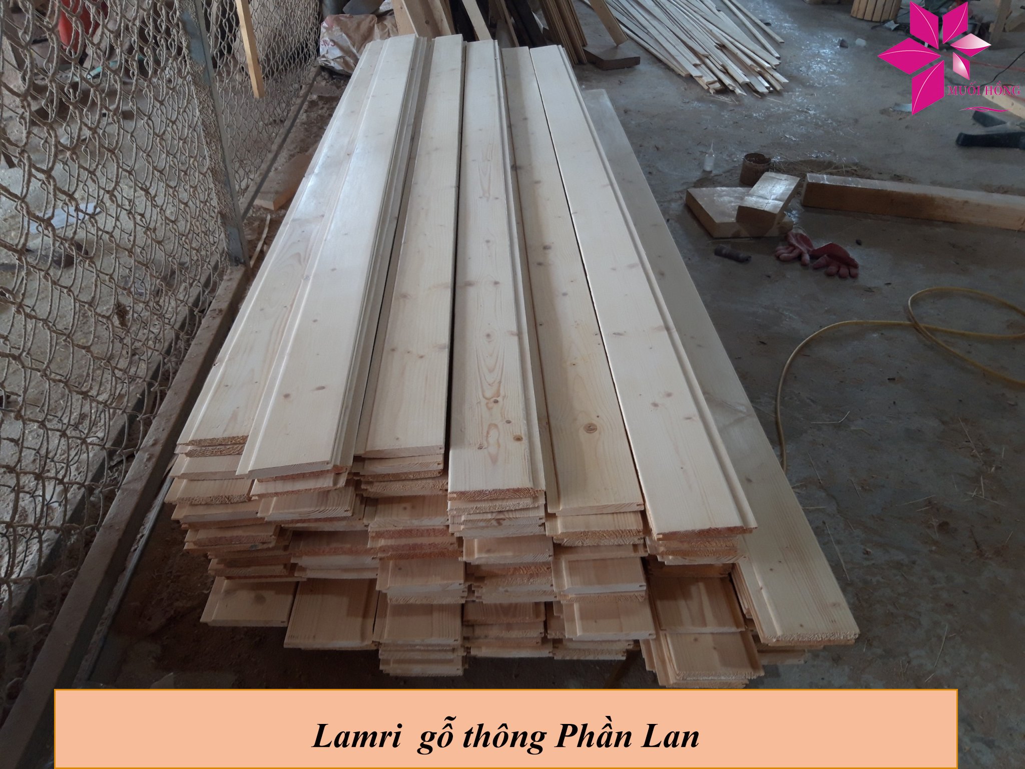 Lamri gỗ thông Phần Lan