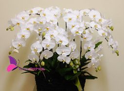 Lan hồ điệp Trắng