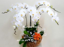 Lan hồ điệp Trắng